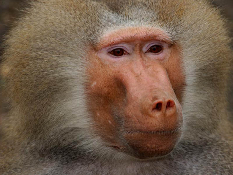 Baboons; DISPLAY FULL IMAGE.