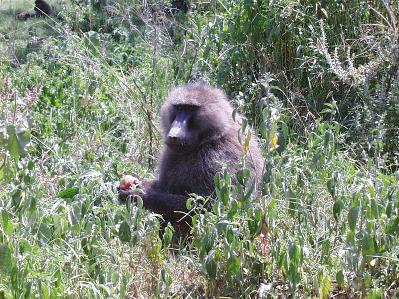 Baboons; DISPLAY FULL IMAGE.