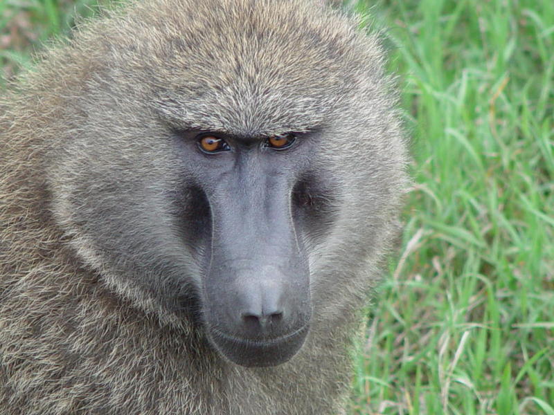 Baboons; DISPLAY FULL IMAGE.