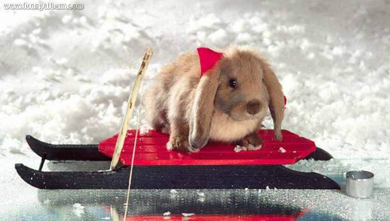 Sled Rabbit; DISPLAY FULL IMAGE.