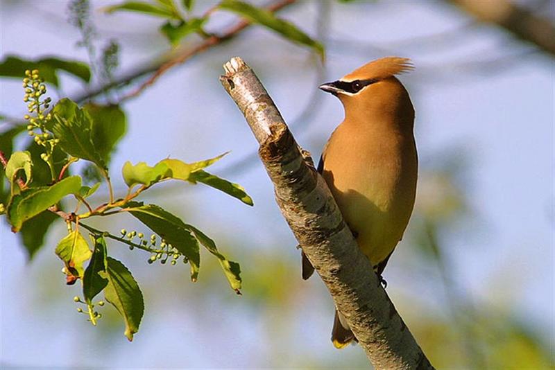 Cedar Waxwing; DISPLAY FULL IMAGE.
