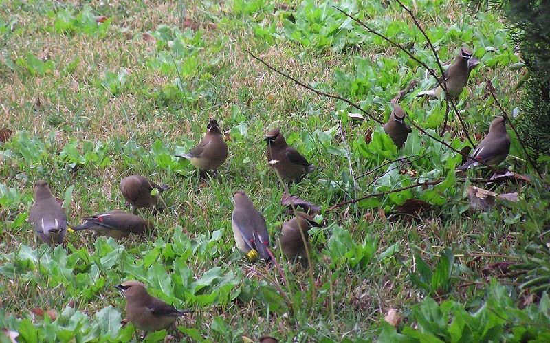 Cedar Waxwing; DISPLAY FULL IMAGE.