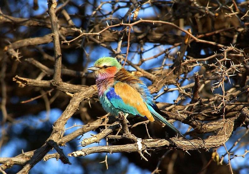 Lazuli Bunting; DISPLAY FULL IMAGE.