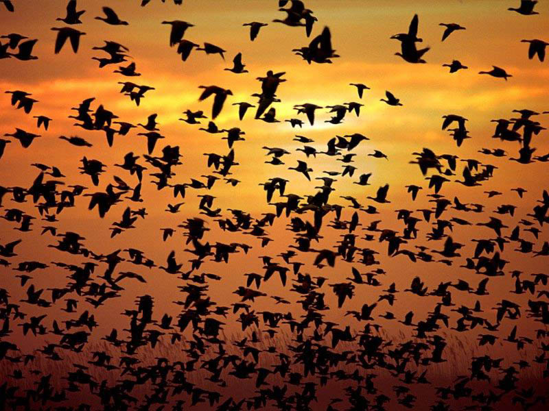 Birds; DISPLAY FULL IMAGE.