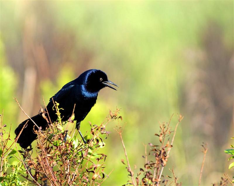 Grackle; DISPLAY FULL IMAGE.