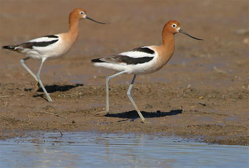American Avocets; DISPLAY FULL IMAGE.