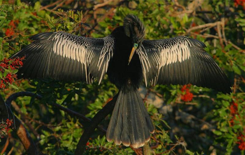 Anhinga; DISPLAY FULL IMAGE.