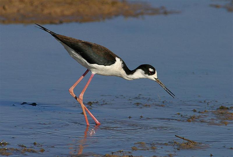 Black-necked Stilt; DISPLAY FULL IMAGE.