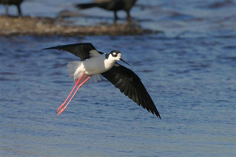 Black-necked Stilt; DISPLAY FULL IMAGE.