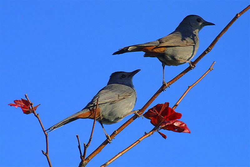 Catbird; DISPLAY FULL IMAGE.