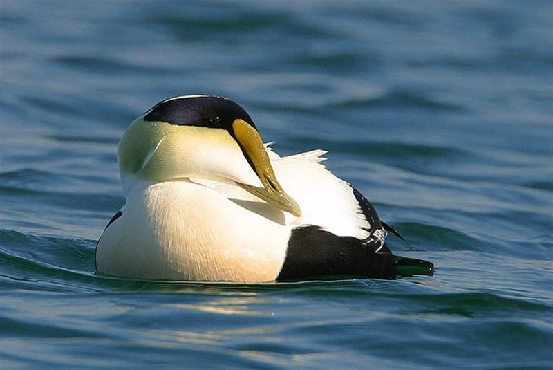 Common Eider; DISPLAY FULL IMAGE.