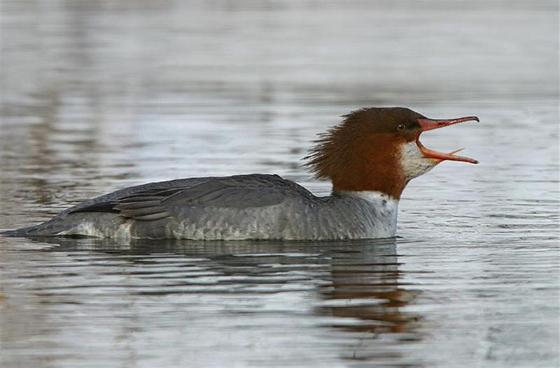 Common Merganser; DISPLAY FULL IMAGE.
