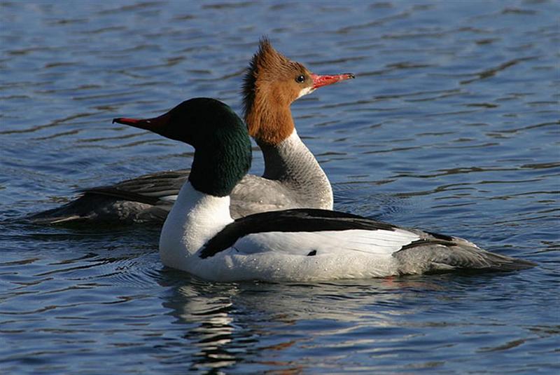 Common Merganser; DISPLAY FULL IMAGE.