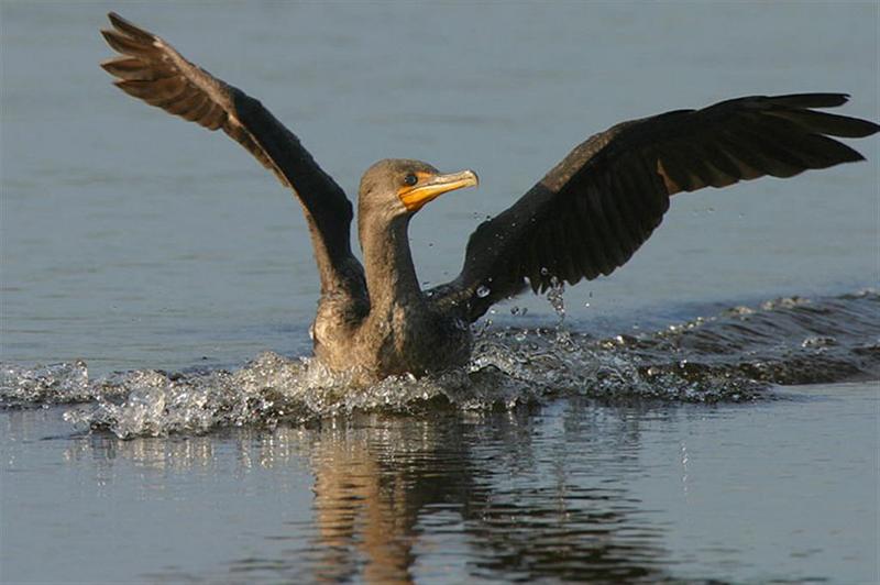 Cormorant; DISPLAY FULL IMAGE.