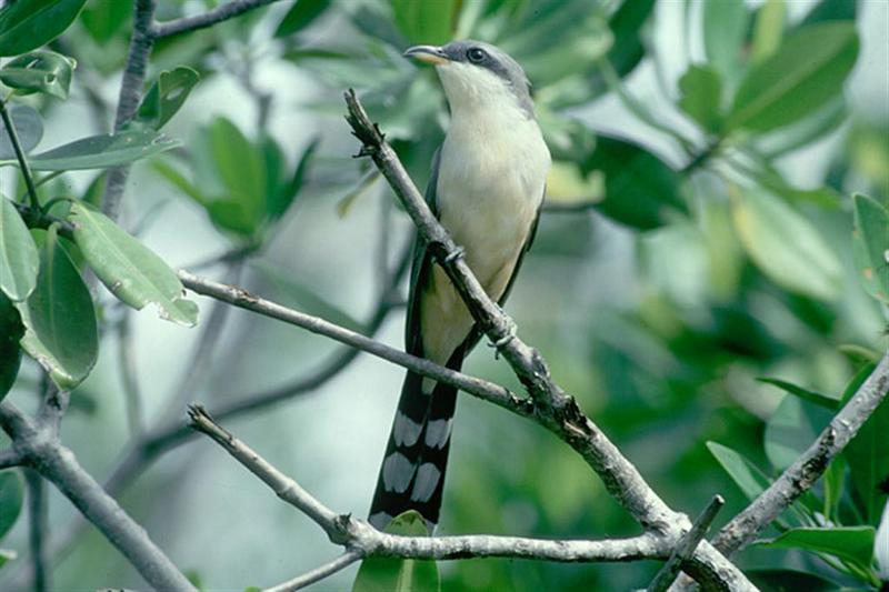 Black-billed Cuckoo; DISPLAY FULL IMAGE.