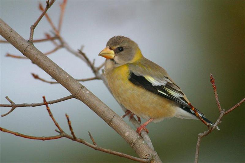 Evening Grosbeak; DISPLAY FULL IMAGE.