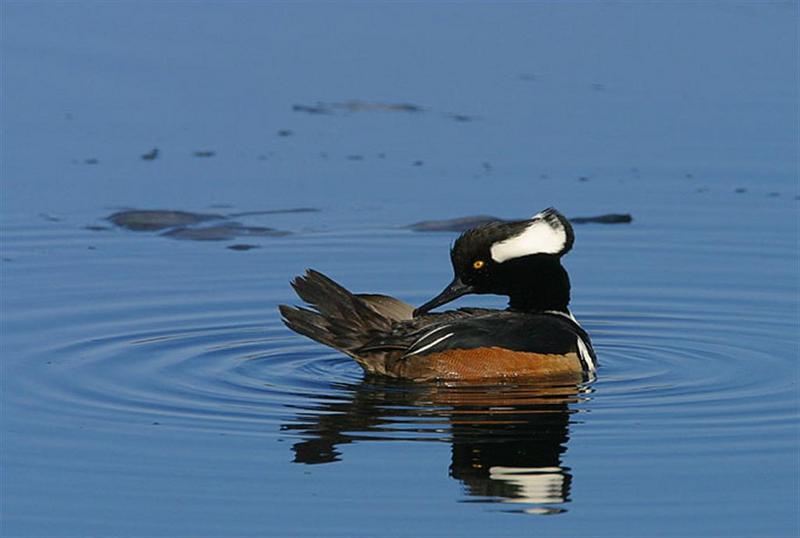 Hooded Merganser; DISPLAY FULL IMAGE.