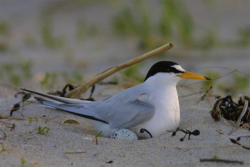 Least Tern; DISPLAY FULL IMAGE.