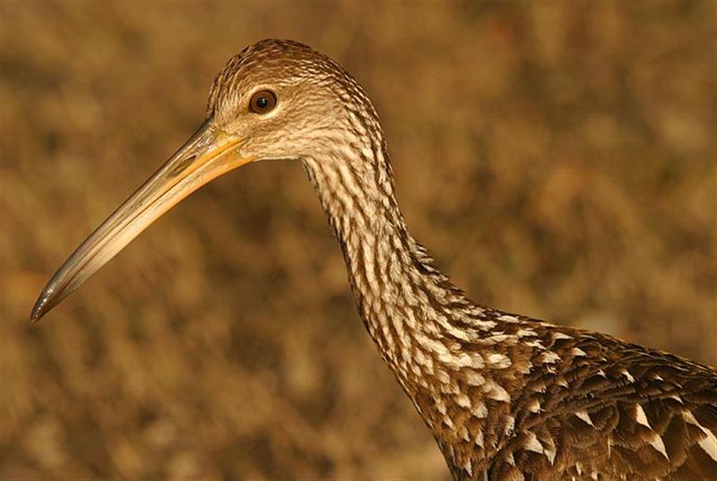 Limpkin; DISPLAY FULL IMAGE.