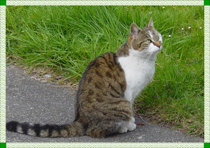 Domestic cat; DISPLAY FULL IMAGE.