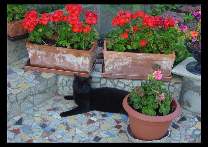 Domestic cat; DISPLAY FULL IMAGE.