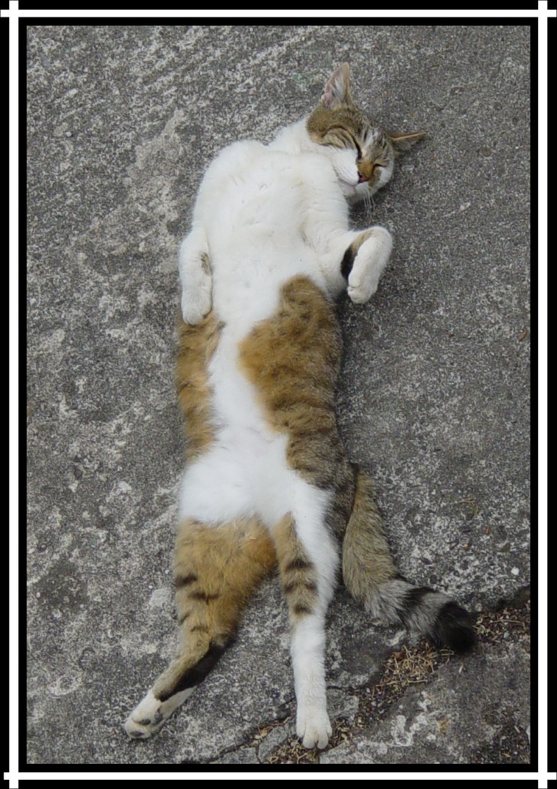 Domestic cat; DISPLAY FULL IMAGE.