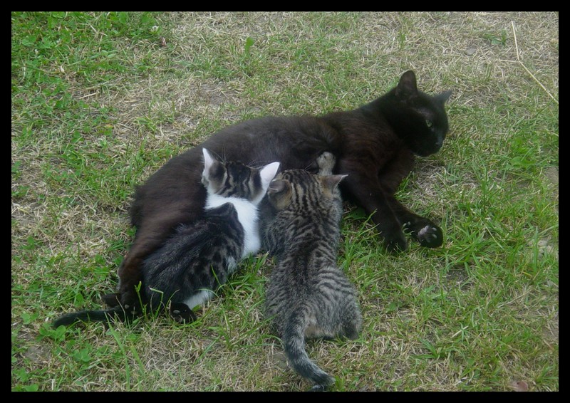 Domestic cat; DISPLAY FULL IMAGE.