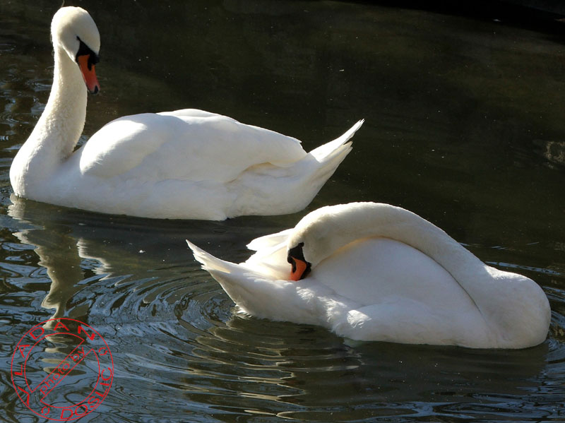 Vladan Doslic; DISPLAY FULL IMAGE.