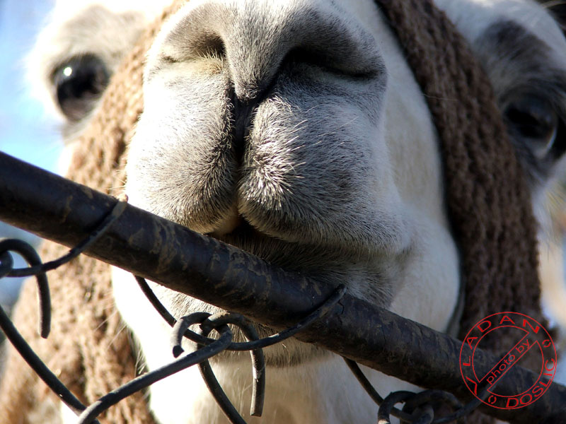 Vladan Doslic; DISPLAY FULL IMAGE.