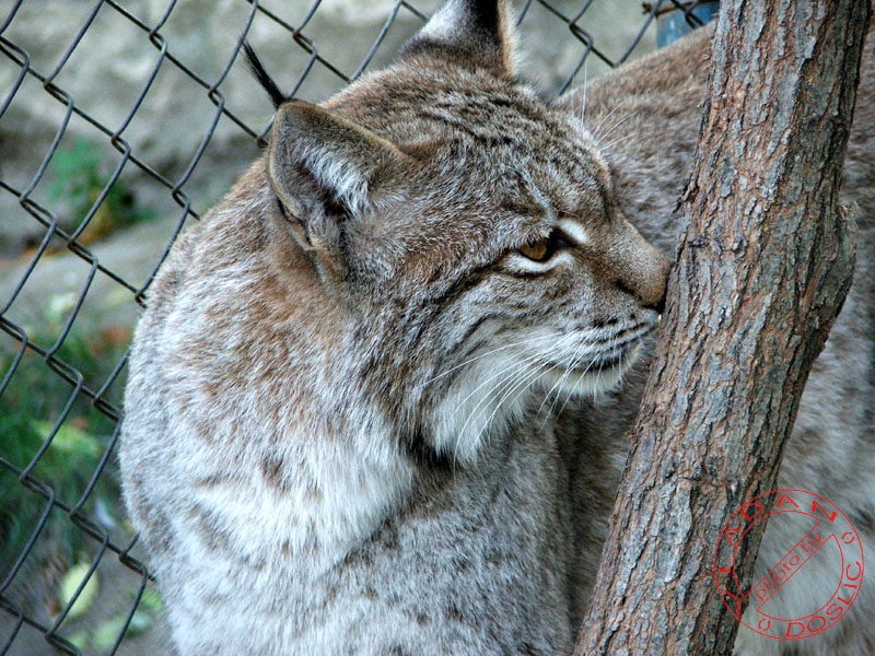 Vladan Doslic; DISPLAY FULL IMAGE.