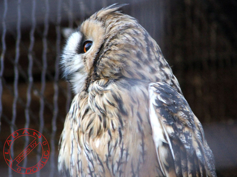 Vladan Doslic; DISPLAY FULL IMAGE.