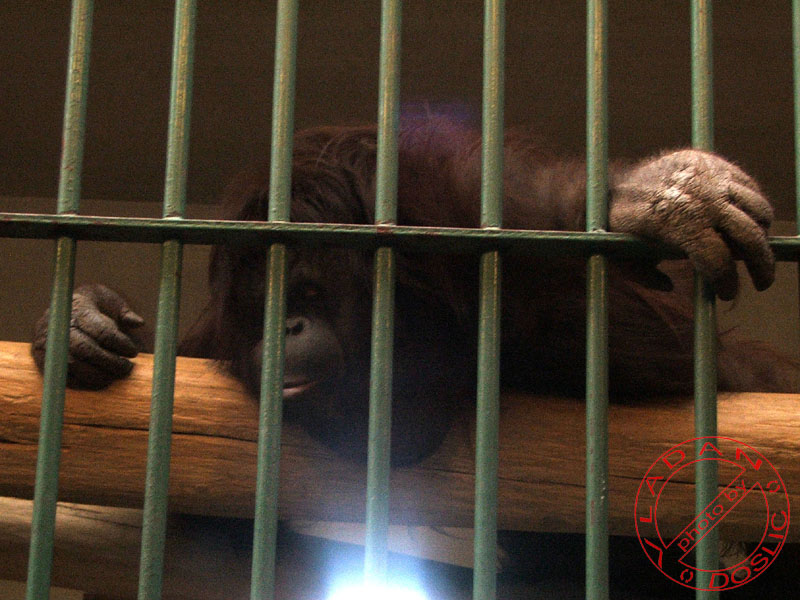 Vladan Doslic; DISPLAY FULL IMAGE.