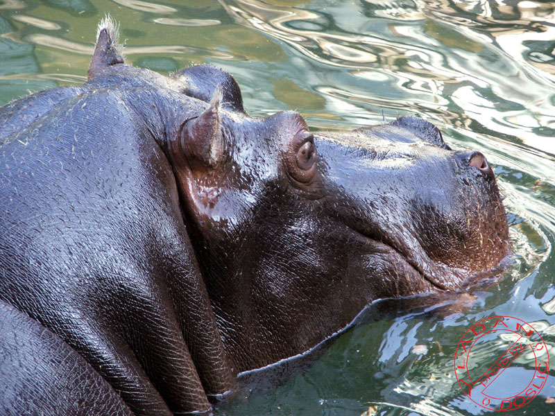 Vladan Doslic; DISPLAY FULL IMAGE.