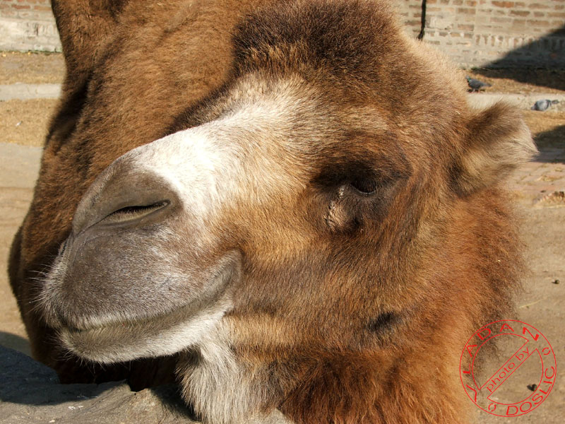 Vladan Doslic; DISPLAY FULL IMAGE.