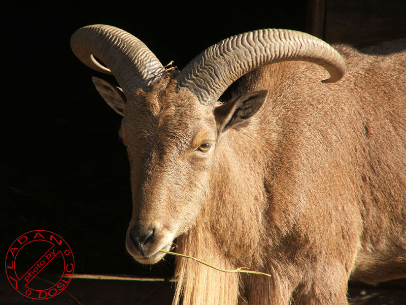 Vladan Doslic; DISPLAY FULL IMAGE.