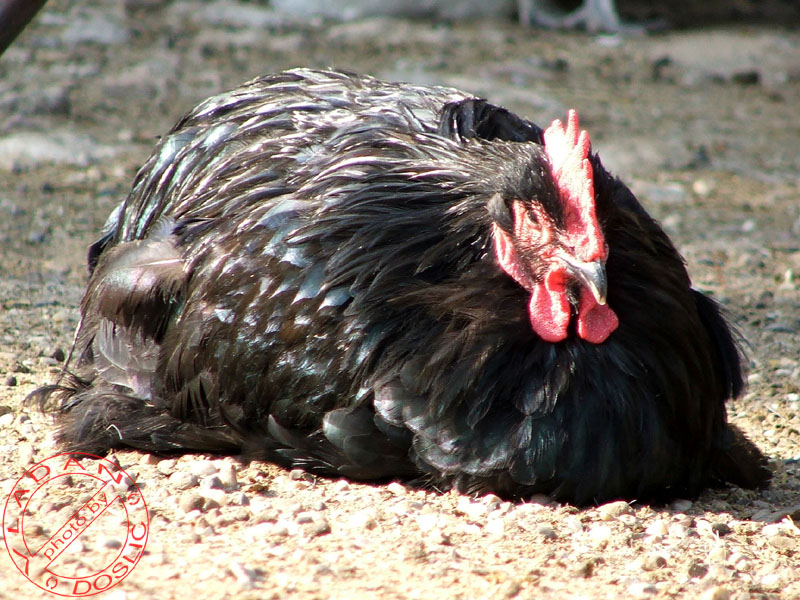 Vladan Doslic; DISPLAY FULL IMAGE.