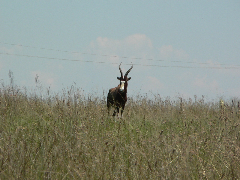 Blesbok; DISPLAY FULL IMAGE.