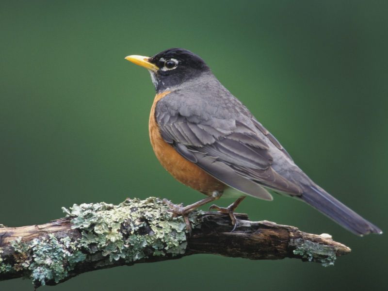 [Daily Photos] American Robin, Louisville, Kentucky; DISPLAY FULL IMAGE.