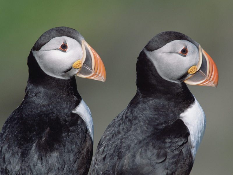 [Daily Photos] Atlantic Puffins; DISPLAY FULL IMAGE.