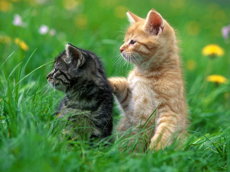 [Daily Photos] Brothers; DISPLAY FULL IMAGE.