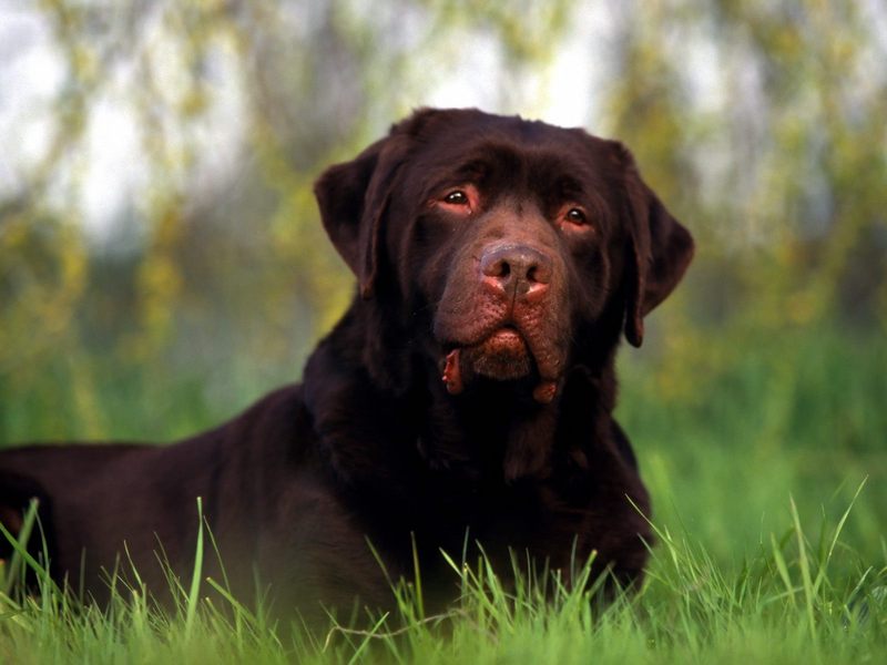 [Daily Photos] Chocolate Labrador; DISPLAY FULL IMAGE.