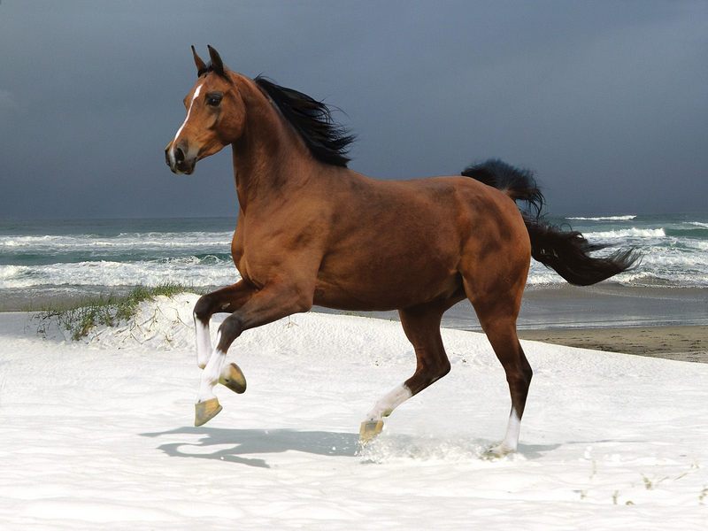 [Daily Photos] Norwegian Beach Warmblood; DISPLAY FULL IMAGE.
