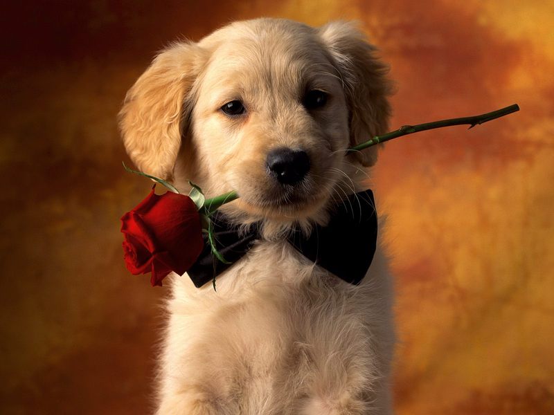 [Daily Photos] Puppy Love; DISPLAY FULL IMAGE.