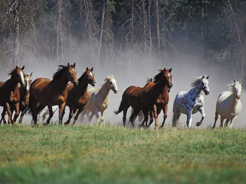 [Daily Photos] Roundup on the Ranch, Montana; DISPLAY FULL IMAGE.