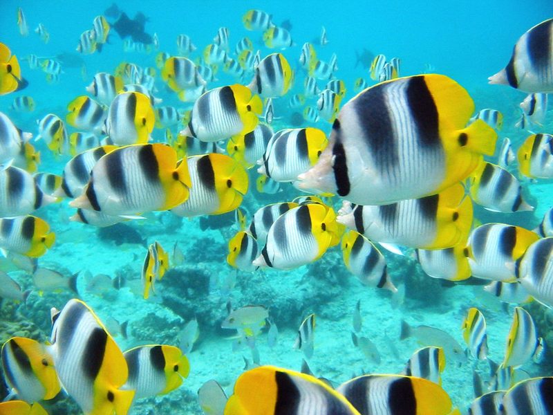 [Daily Photos] School of Tropical Fish, Tahiti; DISPLAY FULL IMAGE.