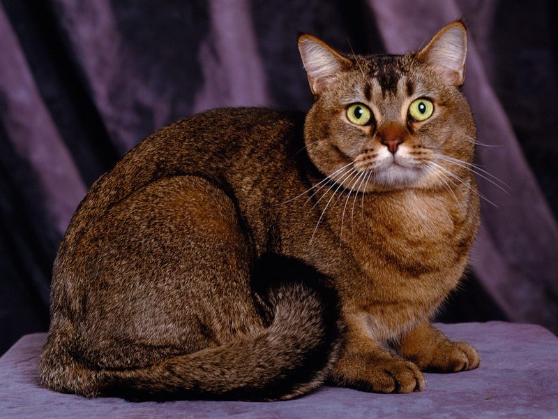 [Daily Photos] Tabby Toy Cougar Cat; DISPLAY FULL IMAGE.