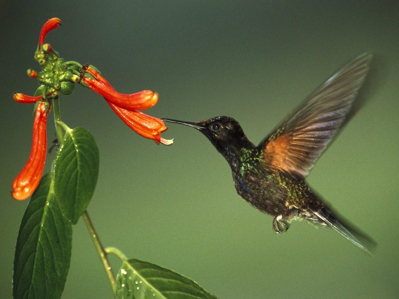 [Daily Photos] Velvet-Purple Coronet, Ecuador; DISPLAY FULL IMAGE.