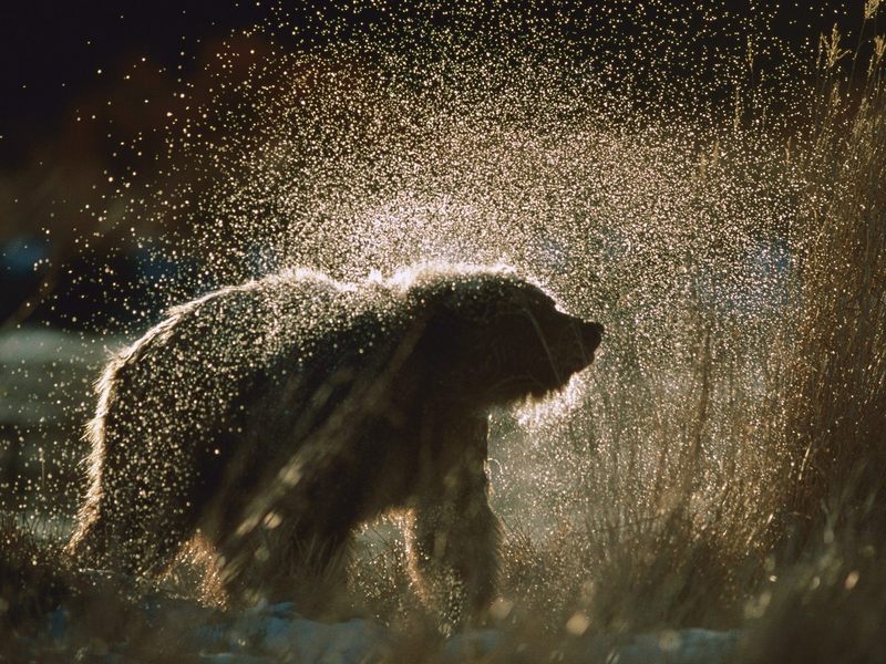 [Daily Photos] Wet and Wild, Alaska; DISPLAY FULL IMAGE.