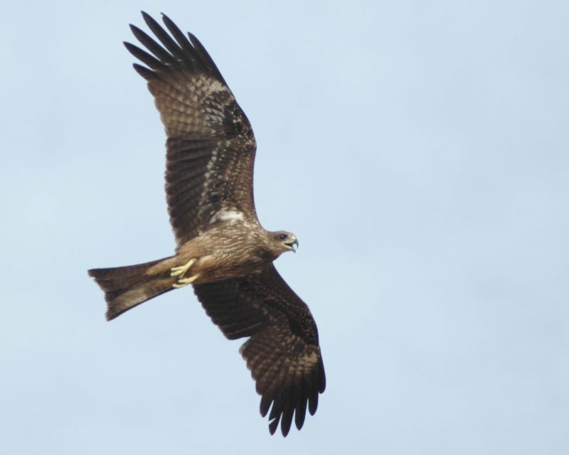 Bird of prey in flight; DISPLAY FULL IMAGE.