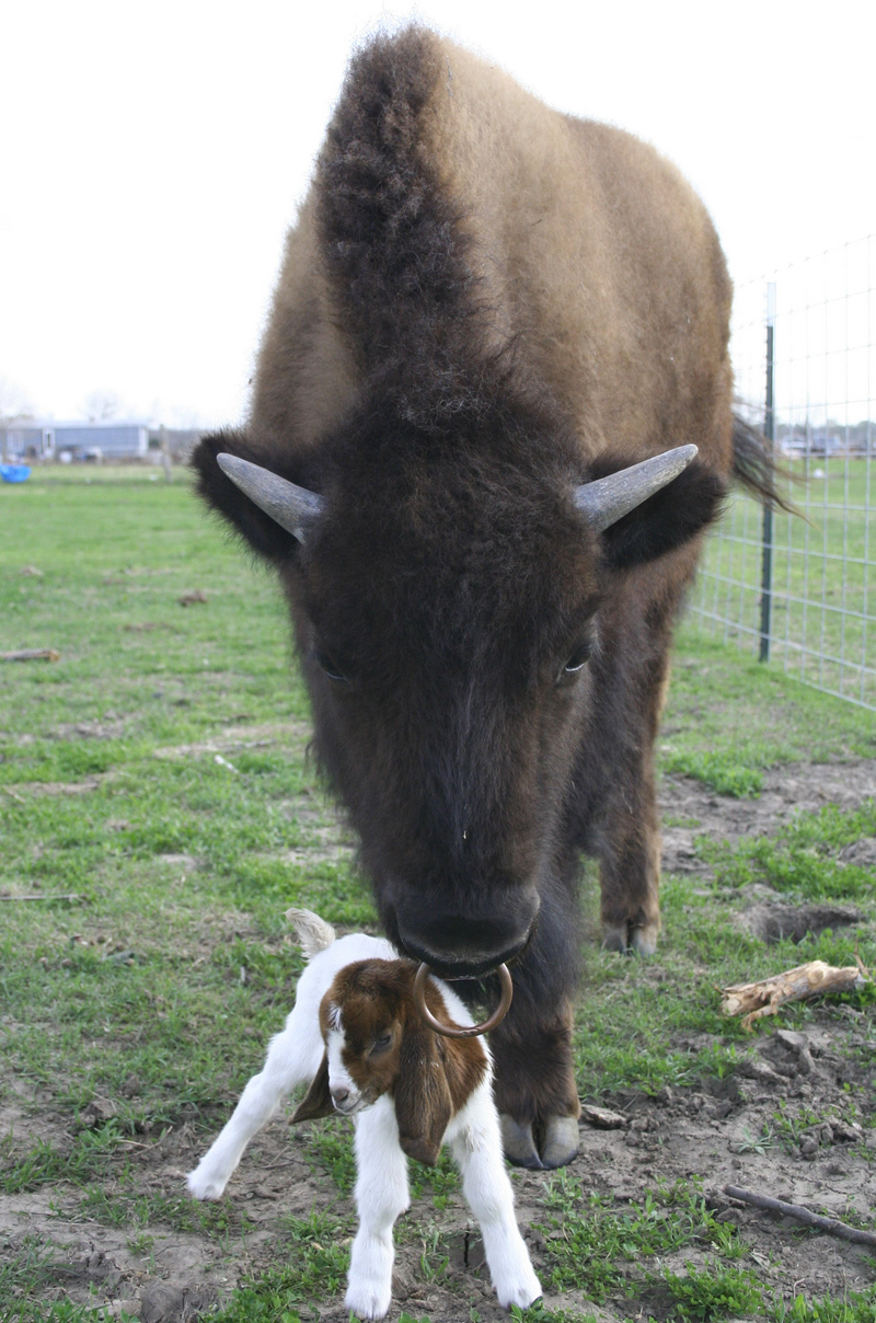 BUFFALO KISSING BABY GOAT; DISPLAY FULL IMAGE.